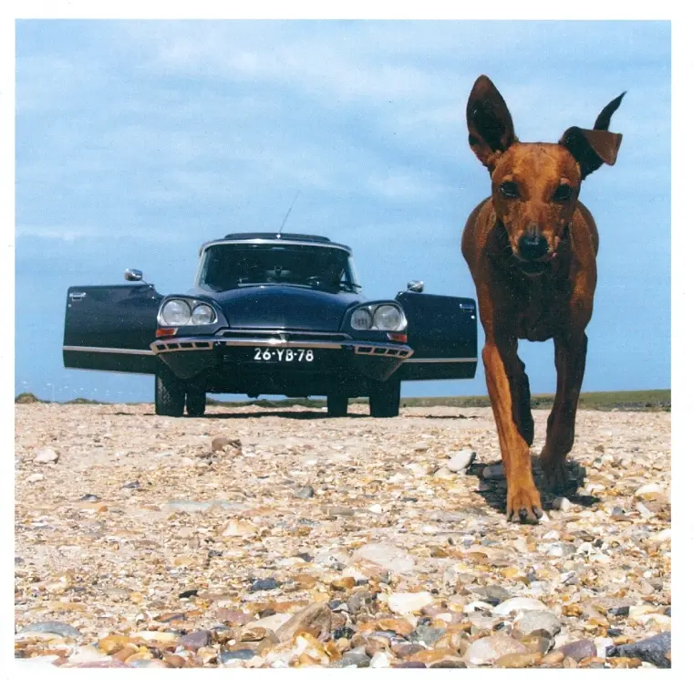 Luxe-kaart "Les Déesses" (met envelop)